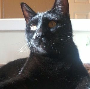 Meet your Posher, Riley